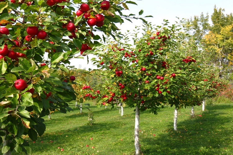 Fruit Trees In Your Garden